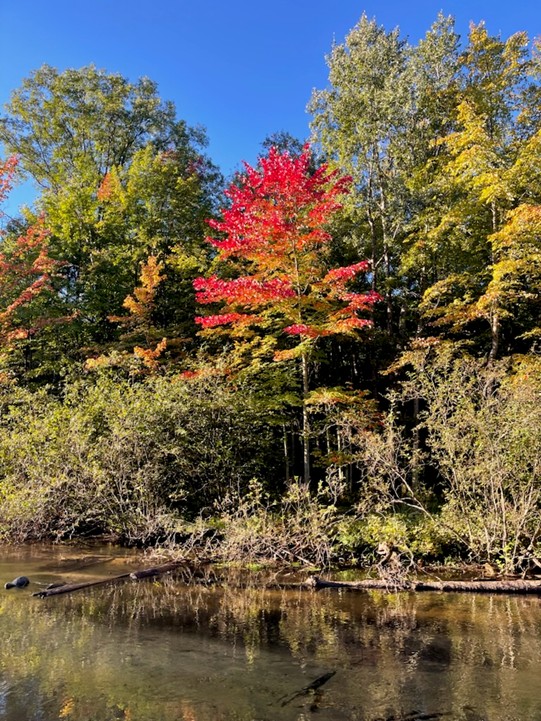 Red maple and autumn trees reflected in a clear Michigan river